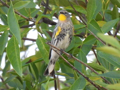 Setophaga coronata auduboni