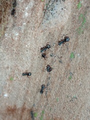 Dolichoderus thoracicus