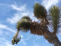 Yucca filifera