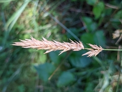 Anthoxanthum odoratum