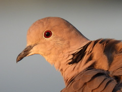 Streptopelia decaocto