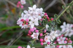 Philotheca verrucosa