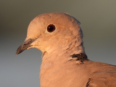 Streptopelia decaocto