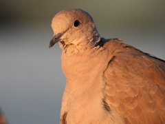 Streptopelia decaocto
