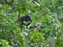 Cercopithecus mitis albogularis