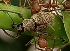 Metapocyrtus adspersus