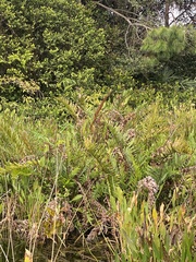 Acrostichum danaeifolium