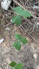 Macroptilium atropurpureum