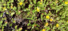 Cullumia setosa