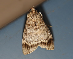 Stericta concisella