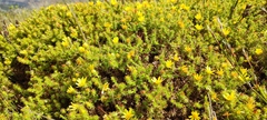 Cullumia setosa