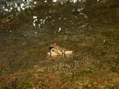 Leptophryne javanica