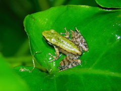 Odorrana hosii