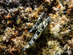 Lepidoblennius marmoratus