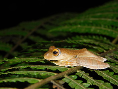 Rhacophorus margaritifer