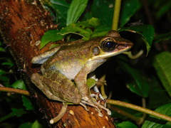 Odorrana hosii