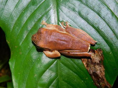 Rhacophorus margaritifer