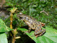 Leptophryne javanica