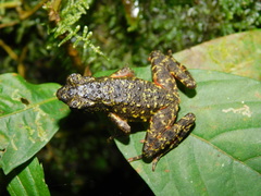 Leptophryne javanica