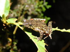 Leptophryne javanica