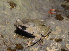 Megophrys montana