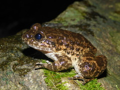 Limnonectes kuhlii