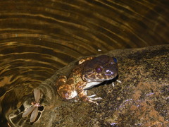 Limnonectes kuhlii