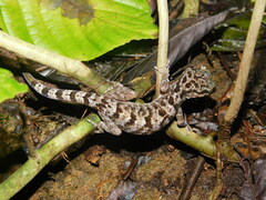 Cyrtodactylus marmoratus