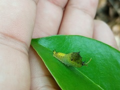 Graphium agamemnon