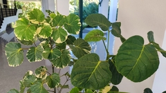 Polyscias scutellaria