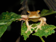 Rhacophorus margaritifer