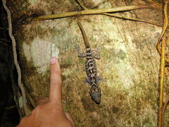 Cyrtodactylus marmoratus