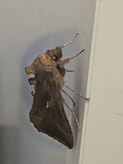 Autoplusia gammoides