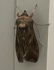 Autoplusia gammoides