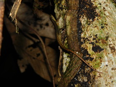 Sphenomorphus puncticentralis