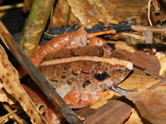 Limnonectes microdiscus