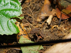 Leptophryne javanica