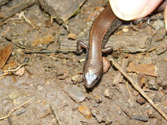 Tytthoscincus temmincki