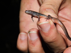 Tytthoscincus temmincki