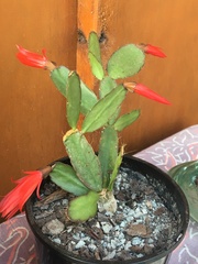 Rhipsalidopsis gaertneri