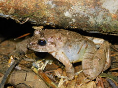 Limnonectes microdiscus