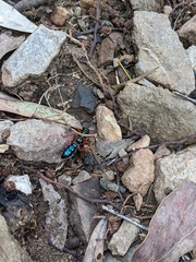Diamma bicolor