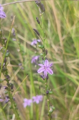 Caesia calliantha