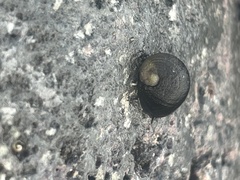 Nerita picea
