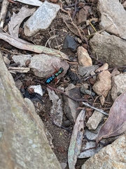 Diamma bicolor