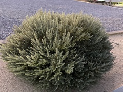 Atriplex confertifolia