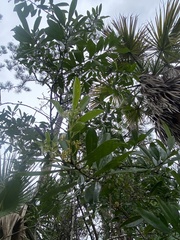Cartrema americana
