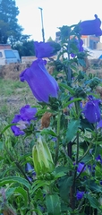 Campanula medium