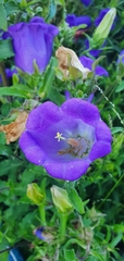 Campanula medium