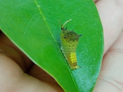 Graphium agamemnon